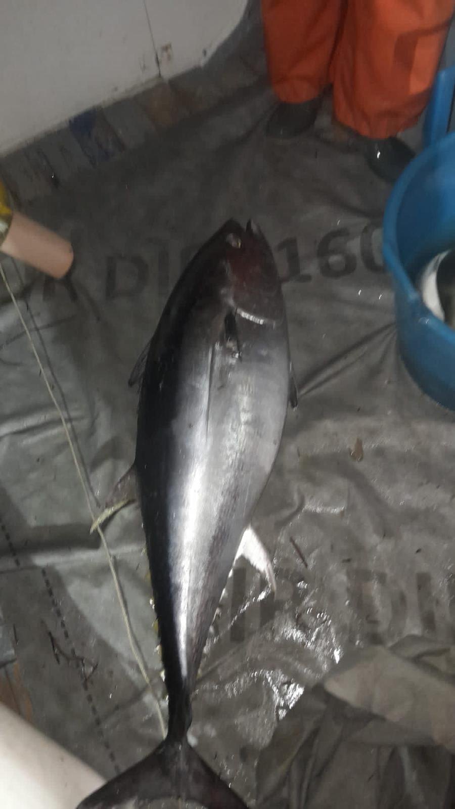 Tonno del mare di Peschici